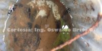 Atrapes C. sordidus trampeo Cosmolure