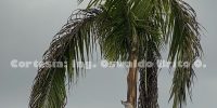 PALMERA REAL URB STA MA CASAGRANDE 22ABRIL2019