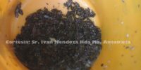 Recolección de picudo rayado de las trampas con metalure en Hda. Ma. Antonieta