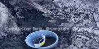 TRAMPEO CON TARRINA + FEROMONA COSMOLURE