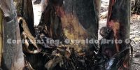 TRAMPEO CON TARRINAS Y FEROMONA COSMOLURE