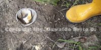 Trampeo con feromona Cosmolure