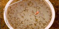 pheromones_trapped_insects